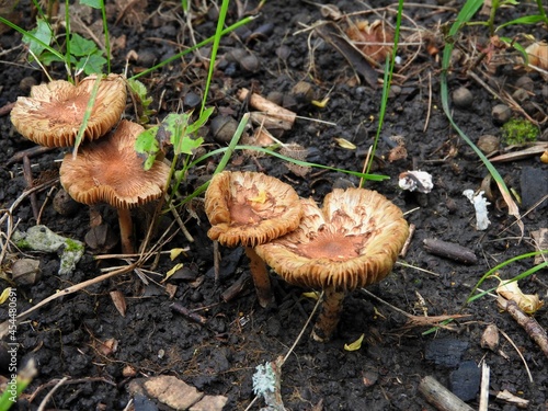 Edible mushrooms. Plants in the forest