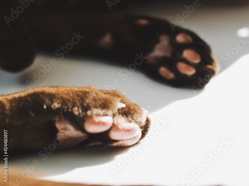 Obraz na plátne domestic pet, black cat breed oriental