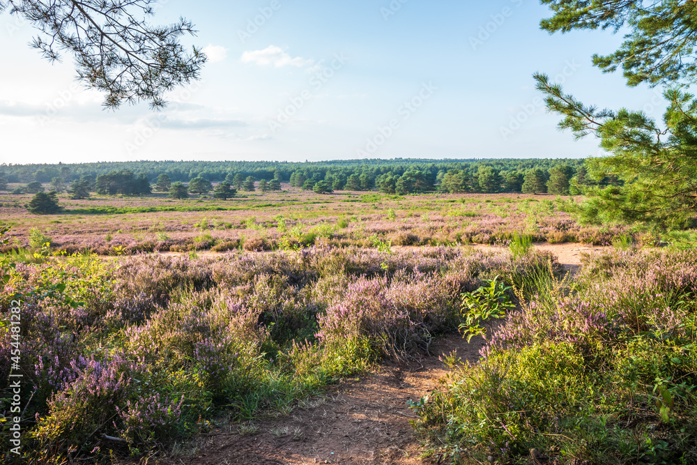 Obraz premium mehlinger heath