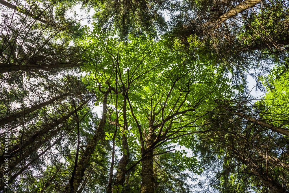 Spruce forest under cloudy blue sky bottom view.Day in a pine forest. The rays of the sun on the trees. bottom view Spruce forest under cloudy blue sky bottom view.Day in a pine forest. The rays of the sun on the trees. bottom view
