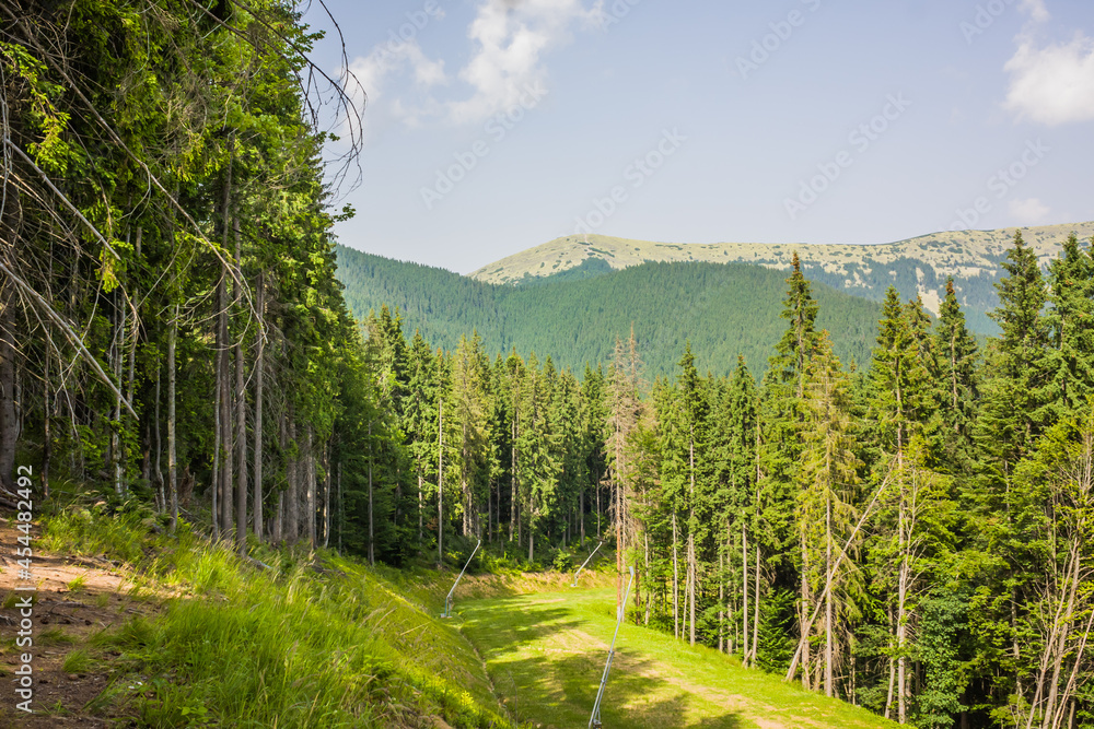 Beautiful pine trees on background high mountains. Carpathians. Thick spruce forest on the hillside overlooking the sky Beautiful pine trees on background high mountains. Carpathians. Thick spruce forest on the hillside overlooking the sky