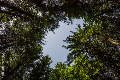 Spruce forest under cloudy blue sky bottom view.Day in a pine forest. The rays of the sun on the trees. bottom view