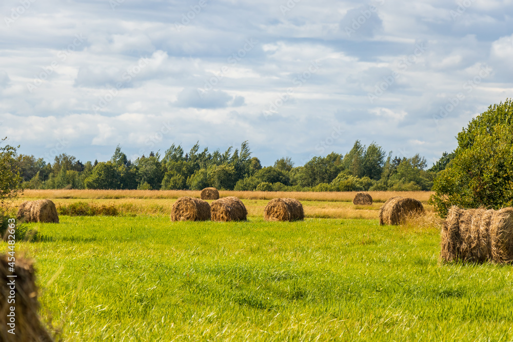 Bright yellow and golden haystacks on an agricultural field on a sunny day. Round bales of hay on the field for feeding cattle. Picturesque rural landscapes and backgrounds.