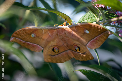 Japanischer Eichenseidenspinner (Antheraea yamamai)  sitzt zwischen Blätter einer Grünpflanze photo