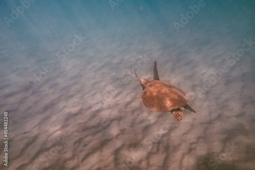 Rear View of Sea Turtle Swimming Underwater.Wildlife Concept.Copy Space