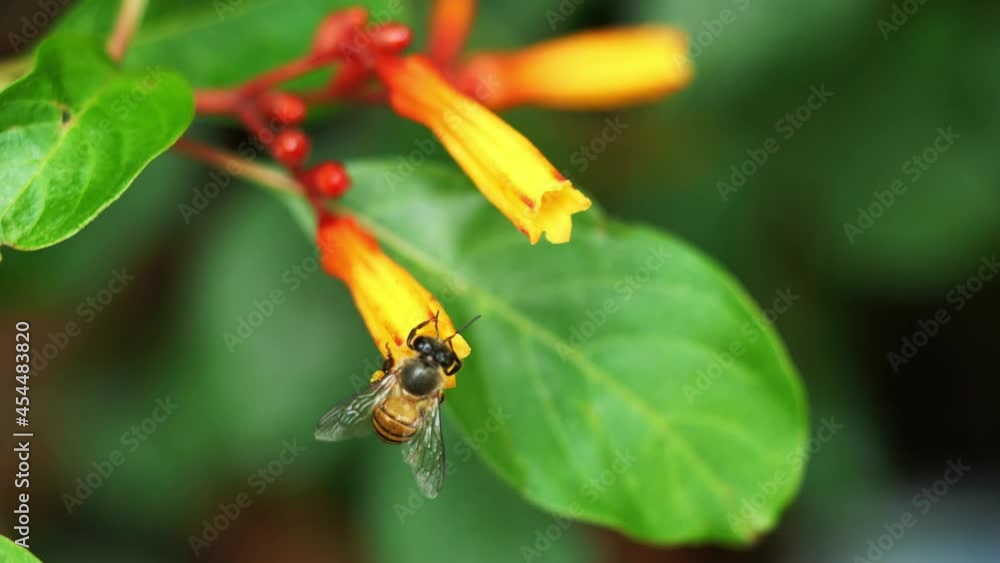 Honey Bee collecting pollen seeking nectar on Scarlet bush or Firebush or Redhead blossom, Orange color flower on tree with natural green background Honey Bee collecting pollen seeking nectar on Scarlet bush or Firebush or Redhead blossom, Orange color flower on tree with natural green background