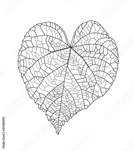 Linear graphic picture linden leaf with veins in the shape of a heart isolated on a white background. Vector illustration. Element for design in line art style.