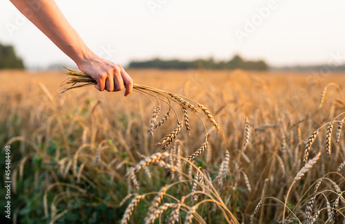 Women's hand with bunch of ripe golden wheat spikelets in beautiful sunset lights. Selective focus. Shallow depth of field.