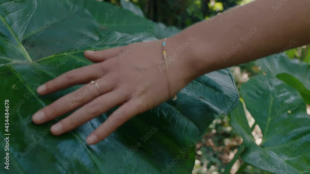 close up woman hand touching plants walking in forest exploring lush tropical jungle enjoying natural beauty 4k close up woman hand touching plants walking in forest exploring lush tropical jungle enjoying natural beauty 4k