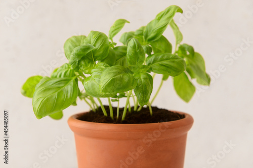 Fresh basil in pot on light background, closeup