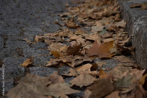 Closeup of autumn yellow fallen maple leafs on the cobblestone pavement road in grey cloudy day. Autumn in the city. Melancholy, apathy, depression mood.