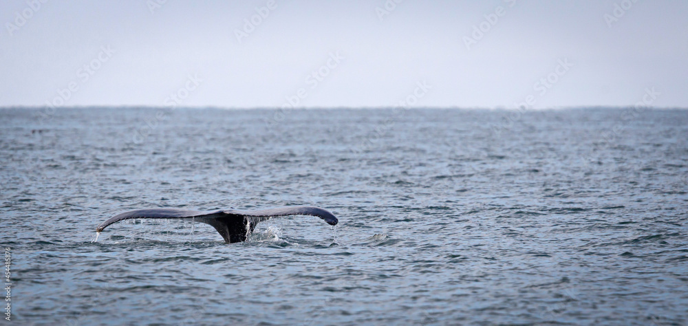 Fototapeta premium Humpback whale on Iceland