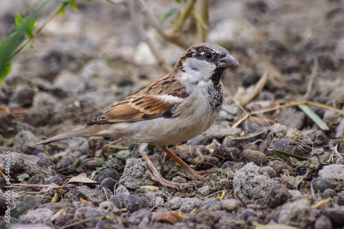 Sparrow on land earth garden Asian bird wildlife animal outdoors, birdwatching young male songbird finches wallpaper