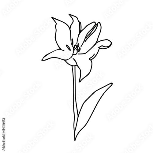 One Vector Botanical Illustration Tulip with black line on white background. Floral, Summer hand drawn doodle style picture. Designs for packaging, social media, web, cards, posters, invitations.