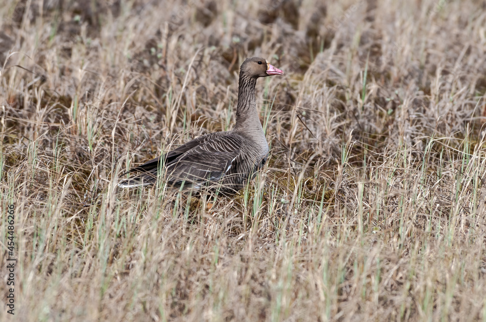 Greater White-fronted Goose (Anser albifrons) in Barents Sea coastal area, Russia Greater White-fronted Goose (Anser albifrons) in Barents Sea coastal area, Russia