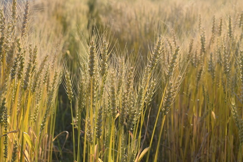 Wheat rows 