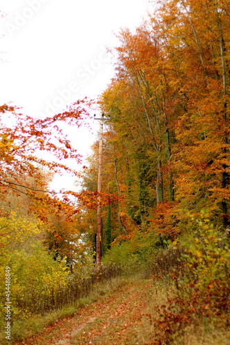 Fototapeta Naklejka Na Ścianę i Meble -  vibrant autumn colours in the forest