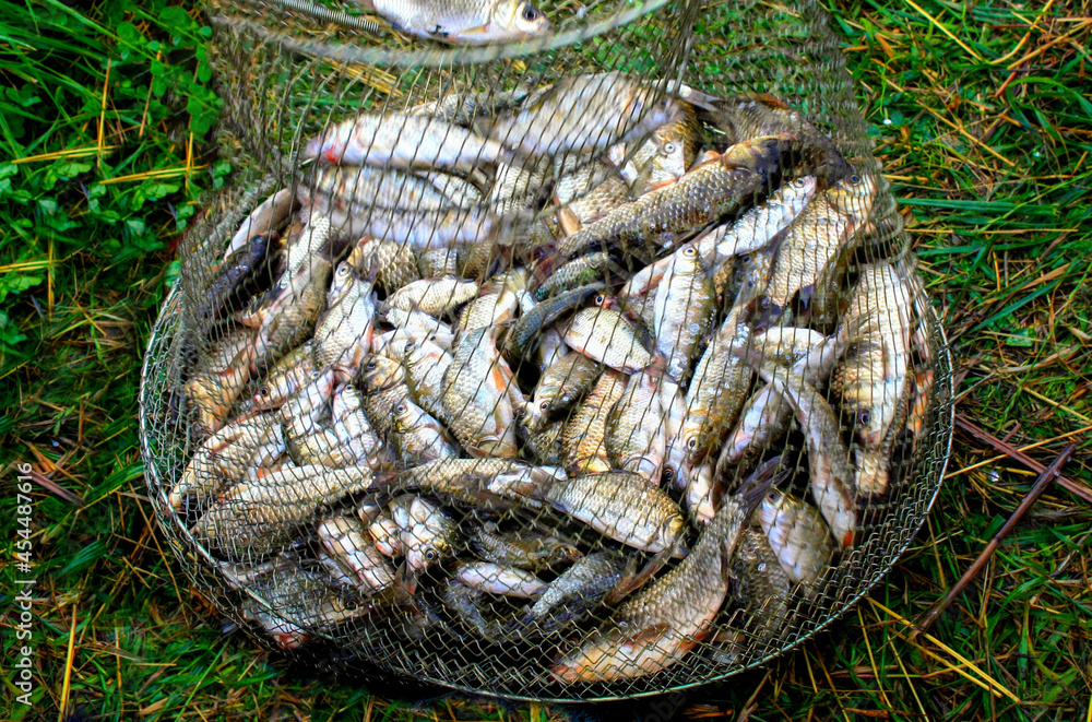 many small fish in a steel wire fishing cage Stock Photo