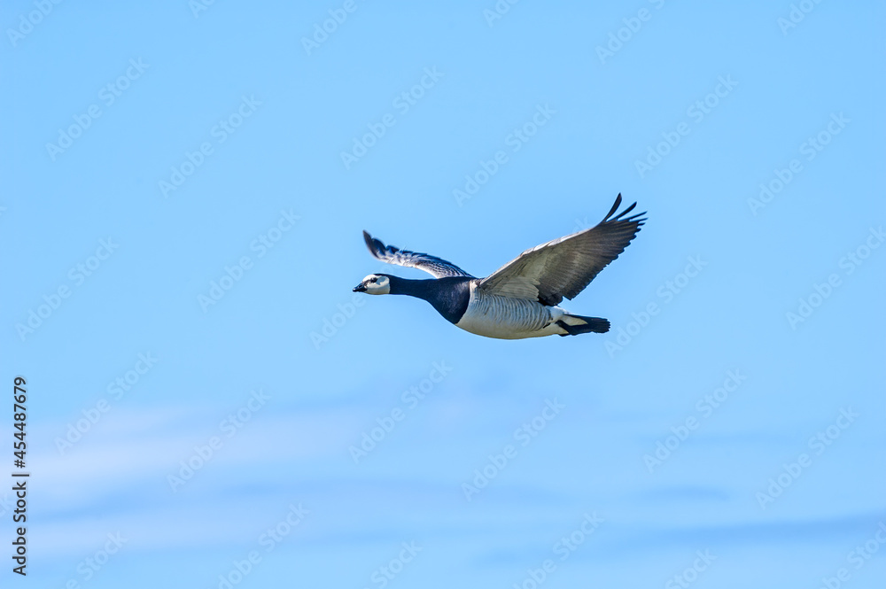 Obraz premium Barnacle Goose (Branta leucopsis) in Barents Sea coastal area, Russia
