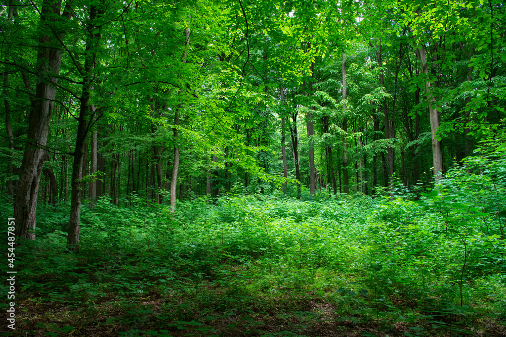 green forest background in a sunny day green forest background in a sunny day