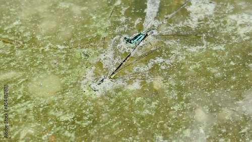 Two small dragonflies fell into the water of the blooming water during mating games