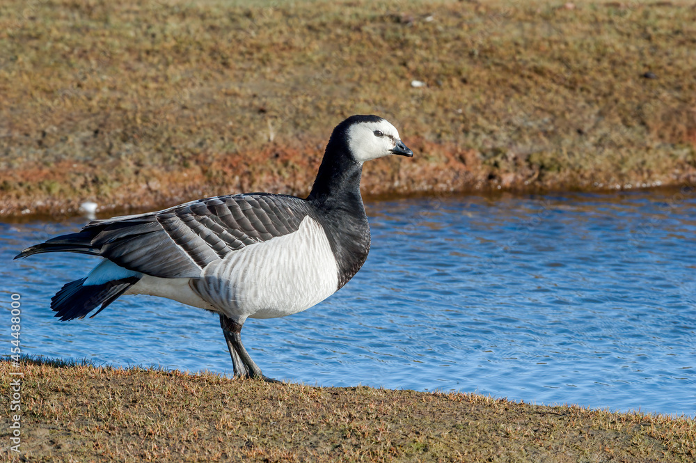 Fototapeta premium Barnacle Goose (Branta leucopsis) in Barents Sea coastal area, Russia