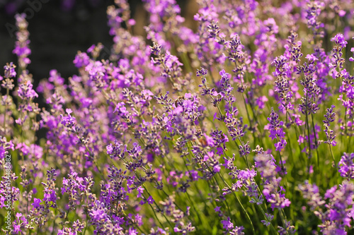 Beautiful lavender field on summer day  closeup