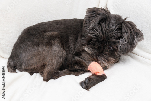 足に包帯を巻いた犬 photo