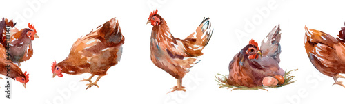 Schilderij op canvas Flock Of Chickens Including Hens And Roosters In Open Grassy Field On White Background