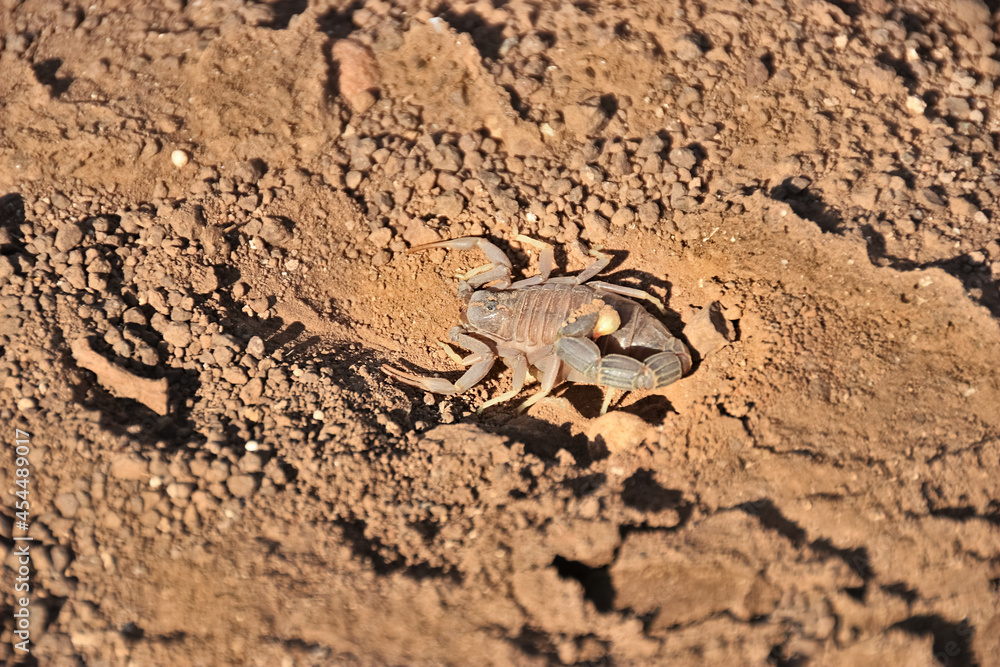 a scropion sitting in sand, namibia a scropion sitting in sand, namibia