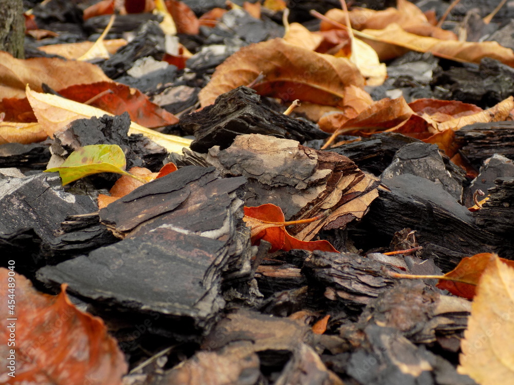 fallen autumn leaves on the garden fallen autumn leaves on the garden