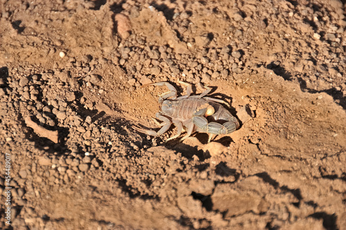 a scropion sitting in sand  namibia