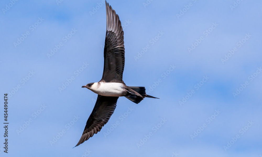 Obraz premium Parasitic Jaeger (Stercorarius parasiticus) in Barents Sea coastal area, Russia