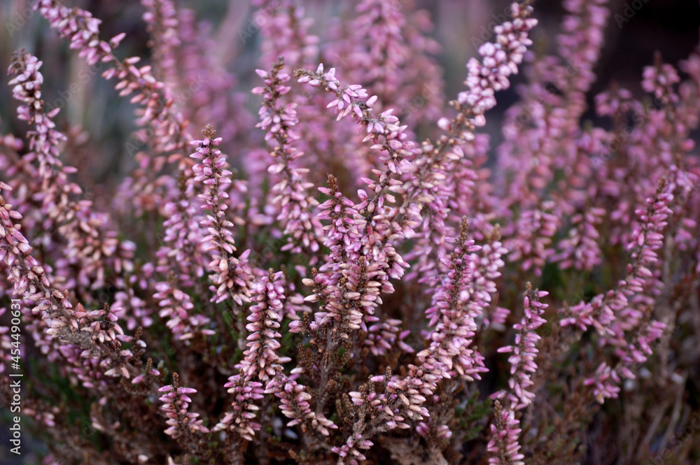 Fototapeta premium Heathers violet flowers, macro