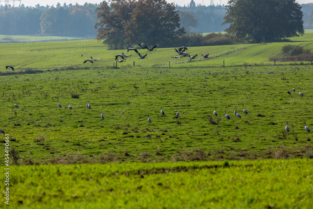 Fototapeta premium Cranes On A Field In Germany