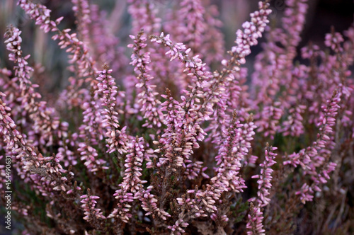 Heathers violet flowers  macro