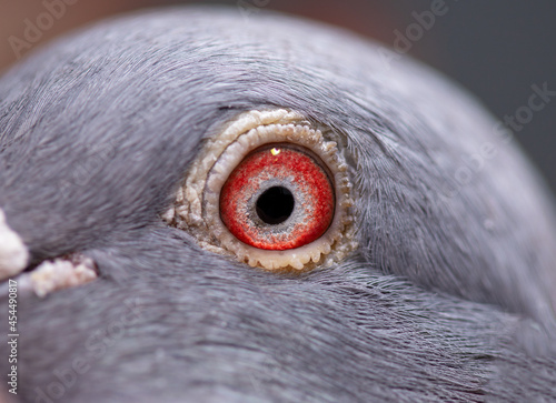 Unique, colorful, wild pigeon eye. Macro picture