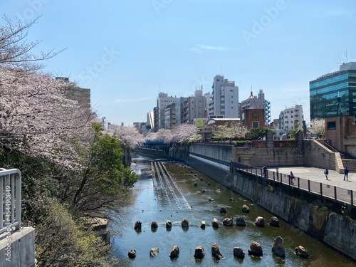 Meguro River in bloom with cherry blossoms in Nakameguro, Meguro-ku,Tokyo, Japan - 2021.3.27 