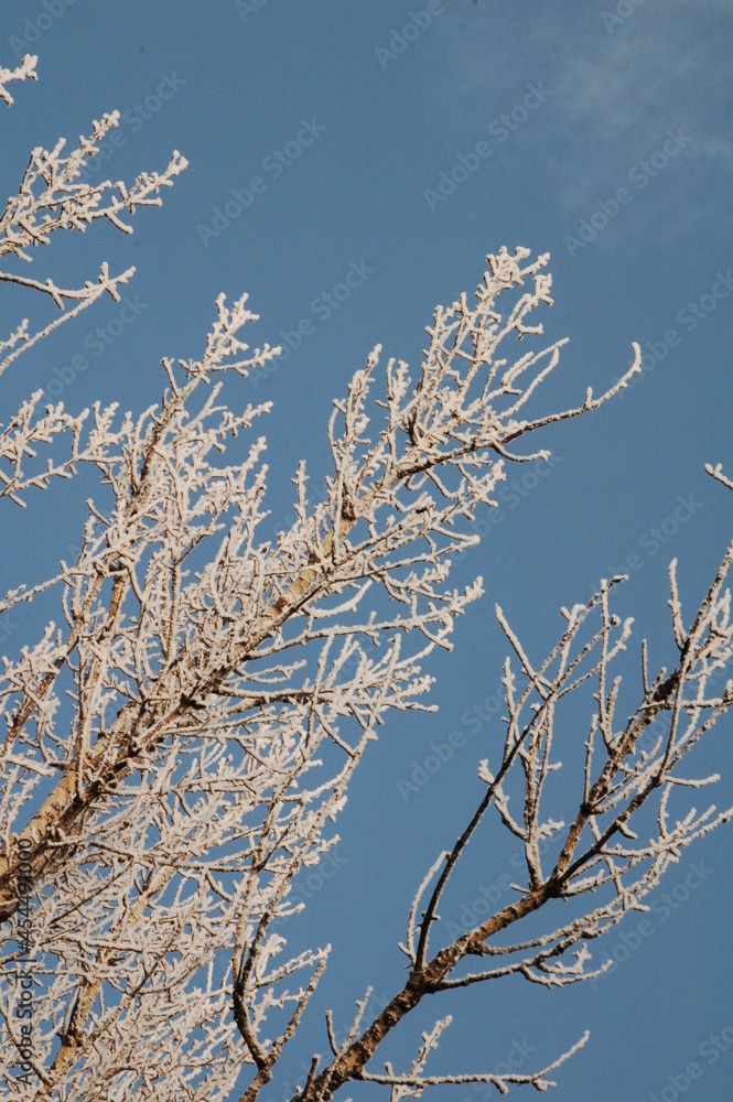 Snow tree branches and blue sky