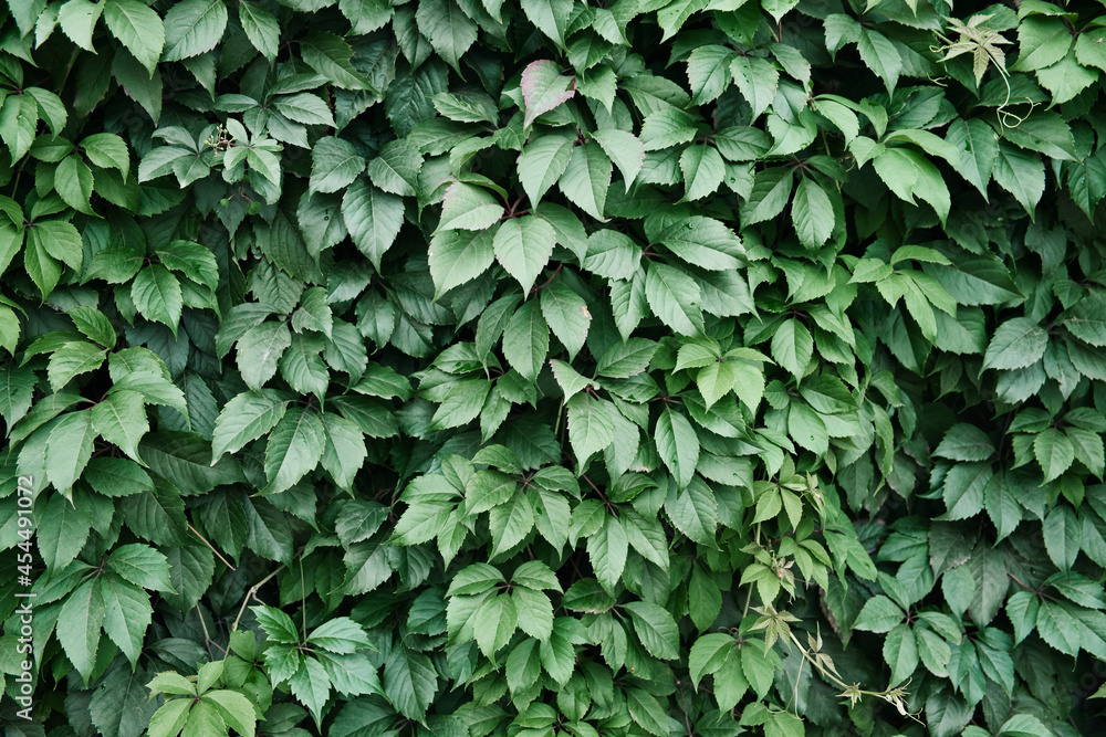 Wall covered by the wild grape leaves. Natural background of climbing plant. Decorative gardening. Wall covered by the wild grape leaves. Natural background of climbing plant. Decorative gardening.