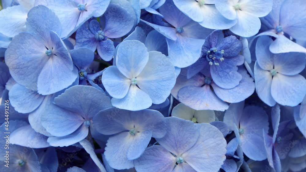 Close up of Beautiful soft blue hydrangea,(Hydrangea macrophylla) or Hortensia flower. Close up of Beautiful soft blue hydrangea,(Hydrangea macrophylla) or Hortensia flower.