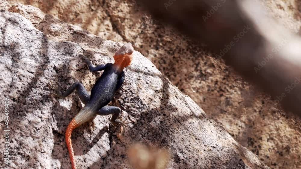 Namibian Rock Lizard Namibian Rock Lizard