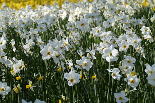 a spring meadow full of white daffodils on Flower Island of Mainau in Germany © Julia