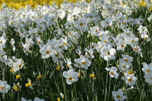 a spring meadow full of white daffodils on Flower Island of Mainau in Germany