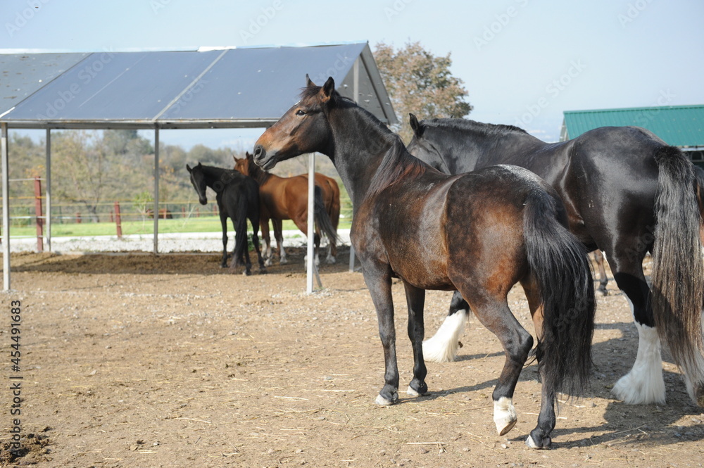 Almaty, Kazakhstan - 10.08.2016 : The horses are standing in a corral in the open air Almaty, Kazakhstan - 10.08.2016 : The horses are standing in a corral in the open air