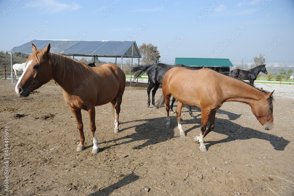 Almaty, Kazakhstan - 10.08.2016 : The horses are standing in a corral in the open air Almaty, Kazakhstan - 10.08.2016 : The horses are standing in a corral in the open air