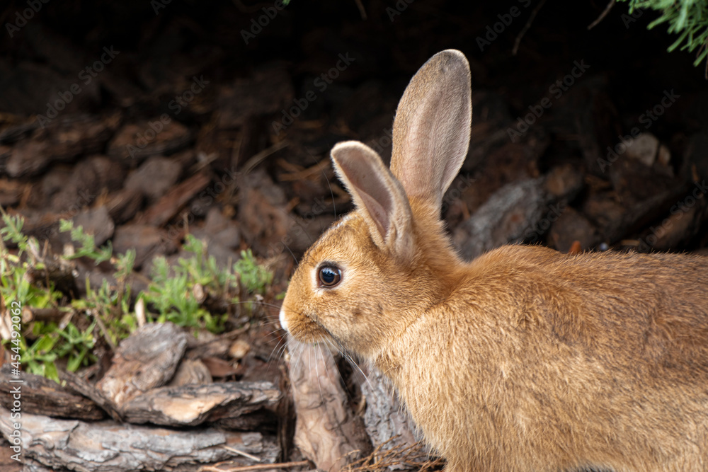 Fototapeta premium Selective focus. Wild, native young rabbit, Oryctolagus cuniculus. Rabbit is facing right. Space for copy. Horizontal. Brown rabbit in the wild. The Easter rabbit is real. Close-up