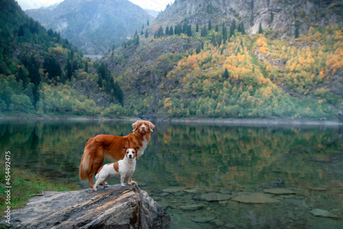 two dogs on a mountain lake. Nova Scotia Duck Tolling and Retriever Jack Russell Terrier in nature. Pet friendship.  photo