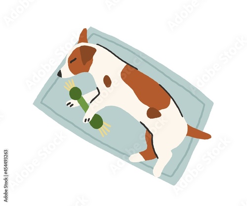Small dog sleeping on rug with toy in paws. Cute Jack Russell Terrier puppy lying on floor and napping. Top view of doggy pet resting at home. Flat vector illustration isolated on white background