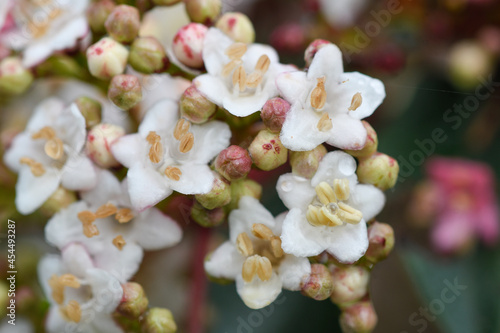 Detail of the flowers of Viburnum tinus after the rain photo